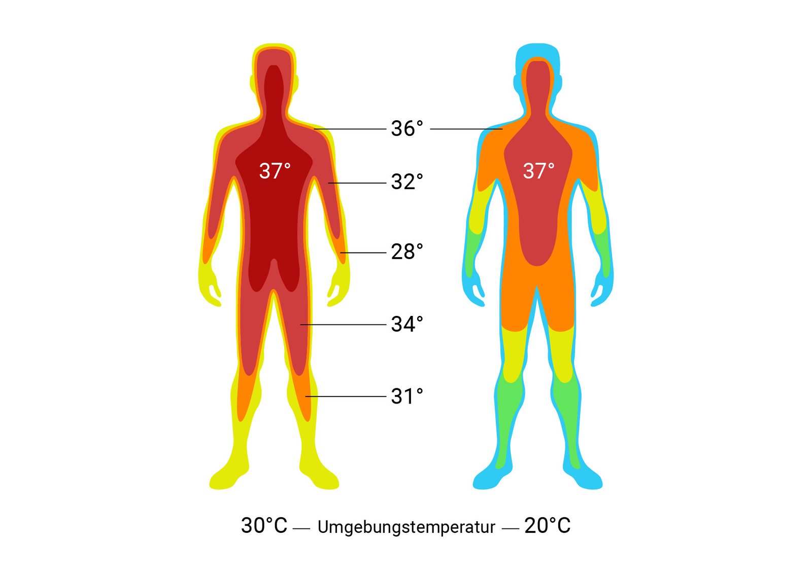 Thermogenics